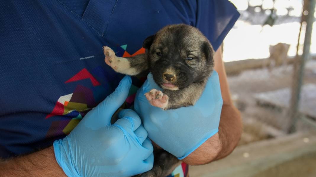 Uçurumda mahsur kalan köpekler için ekipler harekete geçti: 5 yavrusuyla tedavi altında 1